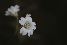 黑色背景白色花朵 黑色背景白色花朵大全图片素材