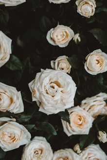 白色玫瑰花高清素材图片下载