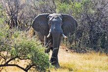 非洲丛林大象精美图片