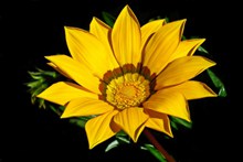 杂色菊黄色花瓣图片下载