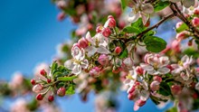 苹果花枝花朵摄影高清图