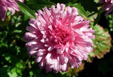 大朵粉色翠菊高清图片