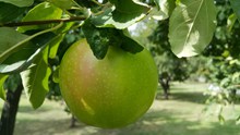 果园青苹果近景精美图片