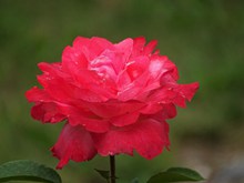 红玫瑰花朵灿烂图片大全
