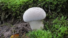 白色毒蘑菇图片大全