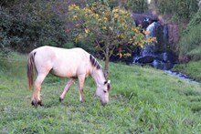 白色马匹吃草高清图片