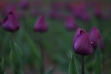 紫色郁金香花摄影高清图