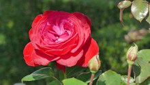 红玫瑰花朵高清摄影高清图片