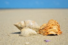 沙滩海螺摄影精美图片