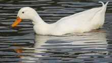 白色鸭子浮水高清图