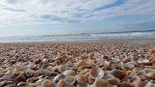 海边海滩贝壳图片下载