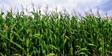 农场玉米地风景图片素材