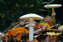 秋季伞状白蘑菇高清图