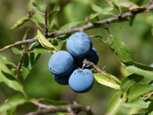 蓝莓浆果摄影精美图片
