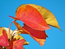 秋季泛黄红树叶高清图