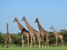 一群长颈鹿精美图片