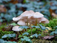 白色清新小蘑菇朵高清图