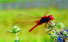 漂亮红蜻蜓休息精美图片