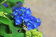 蓝色绣球花小花朵图片素材