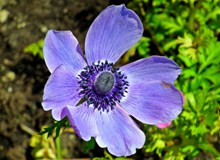 紫色海葵花朵高清图片