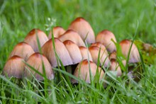 草地蘑菇朵摄影精美图片