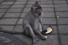 巴厘岛猴子精美图片