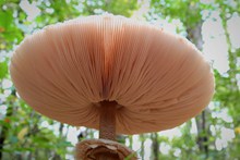 食用野生白蘑菇高清图