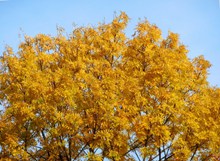秋天树木黄树叶高清图