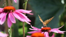 松果菊花朵摄影精美图片
