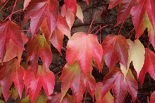 秋季红色叶子精美图片