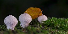 地面白色蘑菇包图片素材