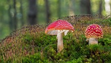 草丛里红蘑菇图片下载
