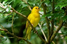 枝头上黄色小鸟高清图片