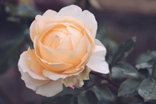淡粉色玫瑰花摄影高清图片