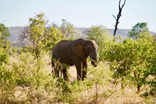 大象在森林高清图片