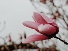 盛开的粉色木兰花图片大全