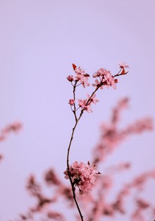 唯美粉色梅花花朵 唯美粉色梅花花朵大全高清图片