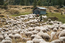 澳洲绵羊群高清高清图片