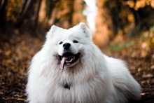 白色萨摩耶宠物写真高清图片