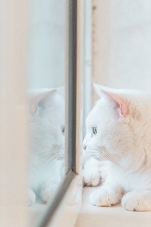 可爱白色猫咪萌宠高清图