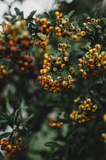 火棘果树植物特写精美图片