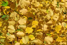 黄色树叶背景精美图片