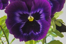 紫色三色堇鲜花高清图
