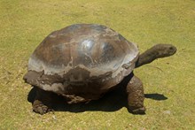 巨型老龟高清图片