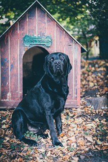 纯黑拉布拉多猎犬精美图片