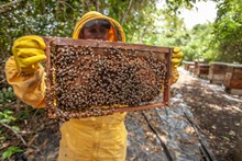 农村养蜂蜂人高清图