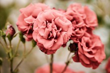 漂亮的粉玫瑰高清图片