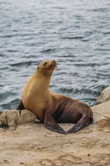 海边休息的海狮精美图片