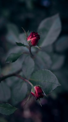 红玫瑰花骨朵高清图片