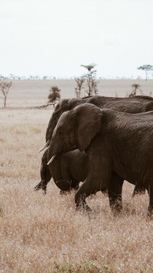 非洲草原大象高清图片素材